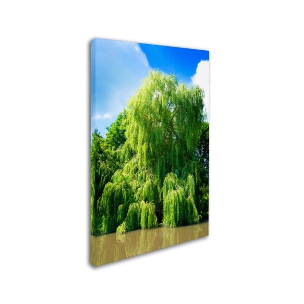 Philippe Sainte-Laudy 'Weeping Willow' Canvas Art,30x47